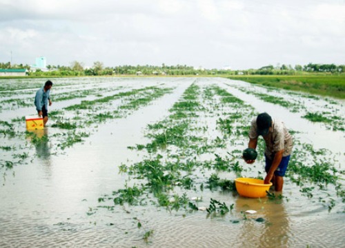 Mưa bão đi qua, hoa màu bị càn quét, nông dân miền Tây lo mất tết