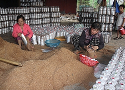 Nấm tươi tăng giá, nông dân sợ nhất "đụng hàng" với nấm Trung Quốc