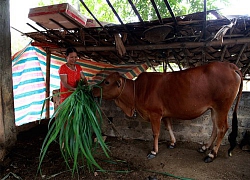 Người Thái xứ Thanh thoát nghèo và chuyện thú vị từ... con bò