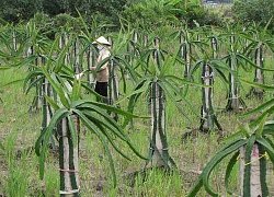 Thuê điện xông thanh long, nông dân bị chặt chém