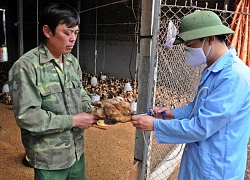 Các địa phương phòng, chống dịch bệnh trên vật nuôi