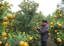 Thời tiết bất thường, làng Hợp Lý mất mùa quất cảnh dịp Tết