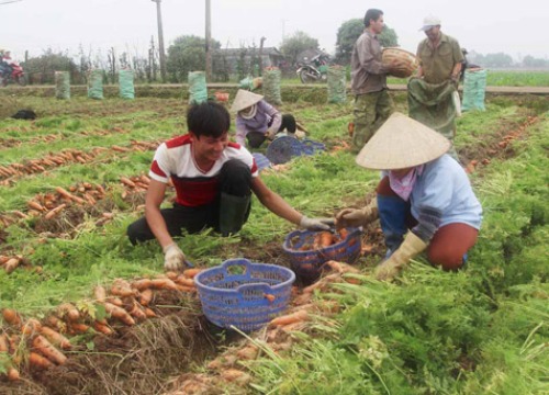 Trồng cà rốt củ to đều tăm tắp, nhà nông Cẩm Giàng thu tiền tỷ