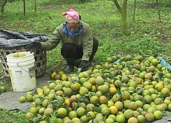 Bị thương lái "dìm", cam Nghĩa Đàn giảm giá sâu, rẻ như rau