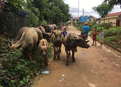 Nuôi đàn trâu béo đẹp, thu nhập tăng, dân khấm khá