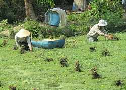 U50 trồng loài rau nổi trên mặt nước, lớn như thổi, thành tỷ phú