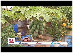 Video: Độc đáo đu đủ bonsai chơi tết