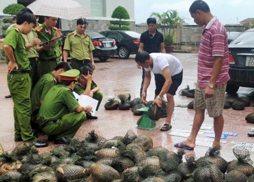 Lực lượng Bộ Công an đột kích, bắt giữ lượng lớn động vật hoang dã