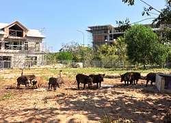 Thu hồi đất trái luật tại Phú Quốc: Vì sao bản án không được thi hành?