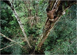 Bộ tộc Korowai: Những người nguyên thủy sống trên thân cây cao 50m ở Indonesia