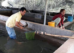 Nuôi loài cá "lạ" ở chuồng heo cũ, lớn con nào lái khuân đi con đó