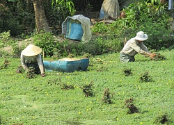 Quanh năm bán loại rau mọc đầy quanh ao, U50 thành tỷ phú ở Trà Ôn