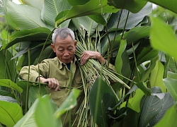 "Thủ phủ" lá dong xanh mướt lớn nhất Thủ đô vào mùa Tết