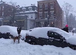 Bão tuyết hoành hành, Canada hủy lễ hội tuyết và nhiều chuyến bay