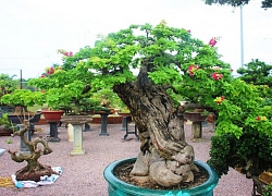 Bonsai cổ thụ dáng cực lạ giá cả trăm triệu ngóng &#8220;đại gia&#8221; dịp Tết