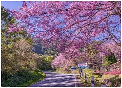 Cần gì chờ tháng 3 tháng 4 để sang Nhật Bản, ngay thời điểm này có thể đến Chiang Mai ở Thái Lan ngắm hoa anh đào nở rực rỡ