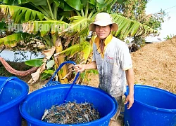 Quậy bùn bắt những con tôm càng bự, nông dân Cà Mau trúng đậm