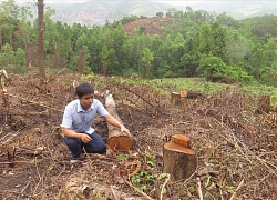 Công ty để mất 1.000ha đất rừng được tặng thưởng xuất sắc