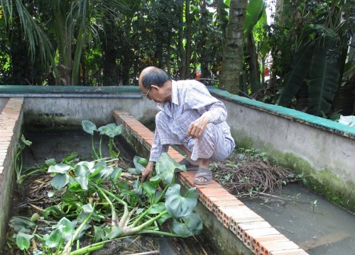 Nuôi lươn không bùn: Cứ bán 1 lứa thu 150 triệu, lãi ròng 70 triệu