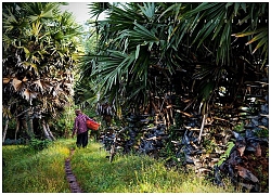 Tháng Chạp và những thảo thơm ngày cũ