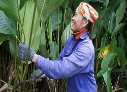 "Thủ phủ lá dong" lớn nhất Hà Tĩnh hối hả vào vụ tết