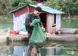 Xuống hồ thủy điện "làm ruộng", thành triệu phú cá lồng