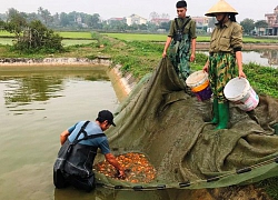 Tấp nập làng cá chép Tân Cổ dịp tiễn ông Táo về trời ở xứ Thanh