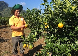 Trồng cam Vinh bán Tết, nông dân cao Mộc Châu lãi lớn