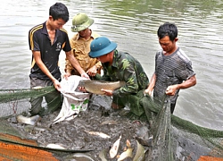 Vào tổ hội nghề nghiệp, giúp nhau thành tỷ phú