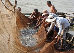 Dân miền Tây dỡ chà ăn Tết: Bắt toàn cá đặc sản, tôm càng to bự