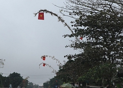 Nguy cơ mất an toàn giao thông trên QL1A khi "cây nêu" vươn ra đường