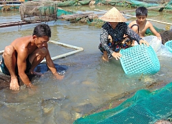 Thả nuôi loại cá chép "lạ", bán giá 300 ngàn/ký