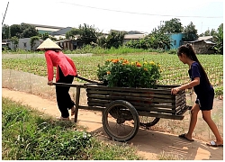 Chở hoa tết về nhà