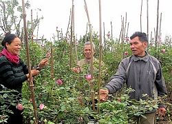 Đưa hồng cổ Sa Pa về trồng, dân làng thu hàng trăm triệu đồng/ năm