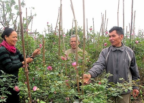 Đưa hồng cổ Sa Pa về trồng, dân làng thu hàng trăm triệu đồng/ năm