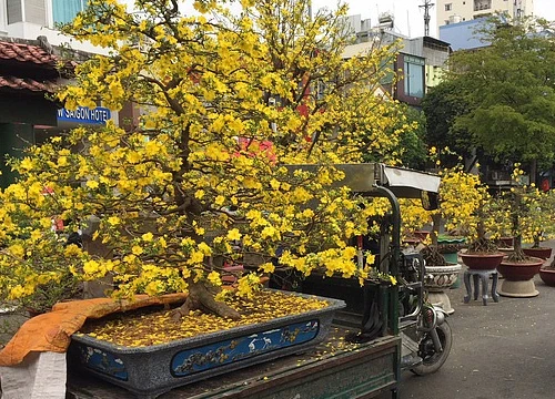 Hoa Tết bắt đầu giảm giá, xả hàng