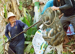 Kéo mỏi tay hàng chục tấn cá đồng ăn Tết ở 'túi cá' U Minh Hạ