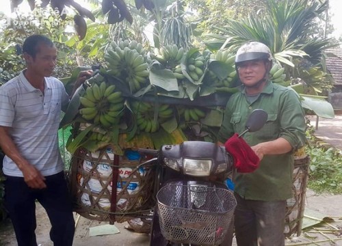 Kiếm tiền dịp Tết: Chuối mật mốc Đô Lương "cháy" hàng, giá tăng cao