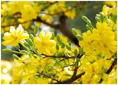 Top 50 hình ảnh cây mai vàng đẹp nhất ý nghĩa nhất