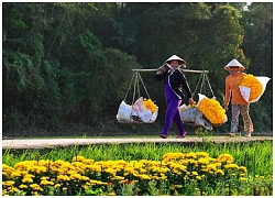 Mùi báo Tết