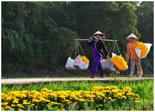 Mùi báo Tết