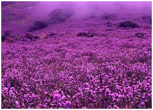 Neelakurinji, loài hoa hiếm chỉ nở 12 năm một lần ở Ấn Độ