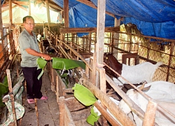 Nông dân làm giàu nhờ nuôi dê từ vốn Quỹ Hỗ trợ nông dân