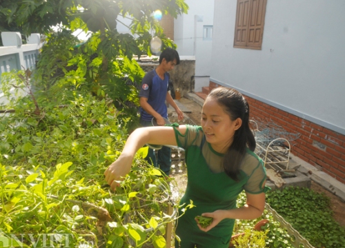 Ra Trường Sa, nghe kể về trái cây quý "có tiền cũng không mua được"