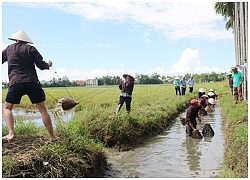 Tát ao, bắt cá đìa ăn Tết