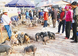 Tết Kỷ Hợi đi săn "Tù bua" ngon miễn chê nơi miền cao núi nhọn