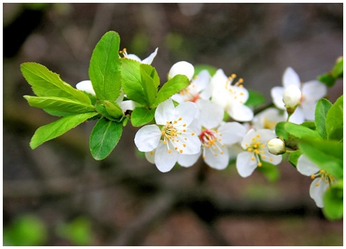 Tử vi thứ Năm ngày 7/2/2019 của 12 cung hoàng đạo