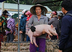 Nghề "độc, lạ" ở chợ heo lớn và lâu đời nhất miền Trung: Bồng heo