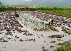 Nhà nông hào hứng ra đồng đầu năm, chăm hoa đẹp cho rằm tháng Giêng