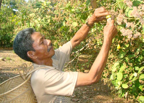 Nhiều vườn điều chín rộ, nhà nông uể oải vì giá điều tươi giảm mạnh